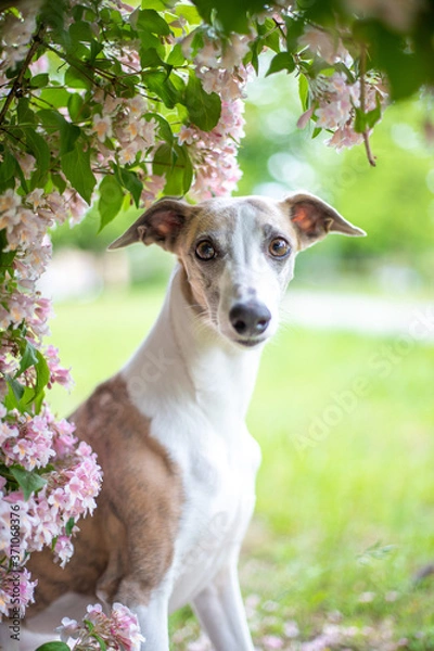 Fototapeta Whippet