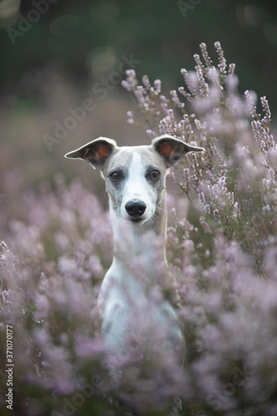 Fototapeta Whippet in der Heide