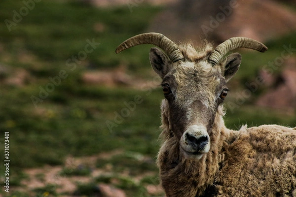 Obraz Wild Sheep
