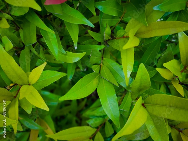 Obraz green leaves background