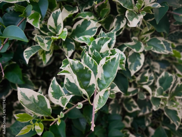 Obraz Branch of ficus benjamina with variegated leaves. Motley background of green leaves with white spots on the branches of the ficus Benjamina. in Indonesia this flower is called the white banyan