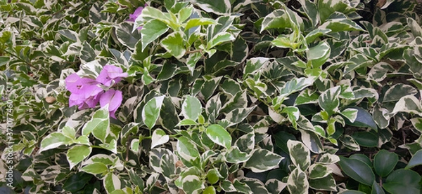 Obraz Branch of ficus benjamina with variegated leaves. Motley background of green leaves with white spots on the branches of the ficus Benjamina. in Indonesia this flower is called the white banyan