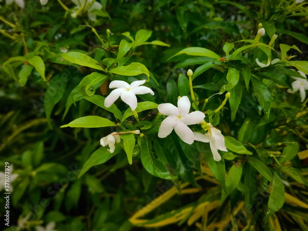 Obraz lily of the valley in spring