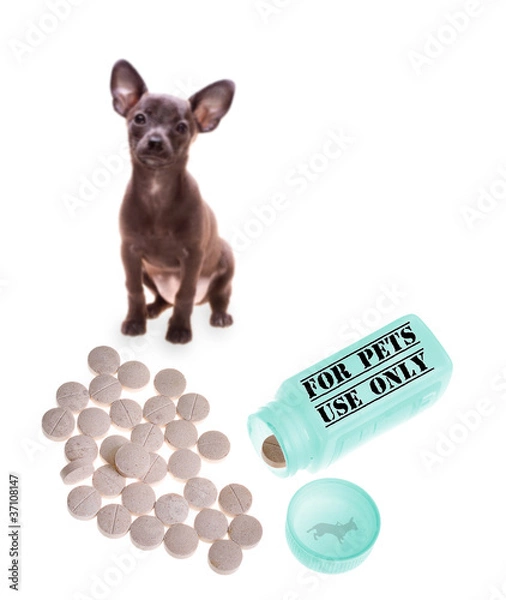 Obraz Veterinary medicine