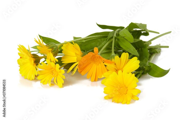 Fototapeta calendula flowers isolated on white background