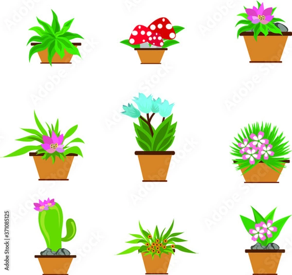 Fototapeta set of flowers in pots