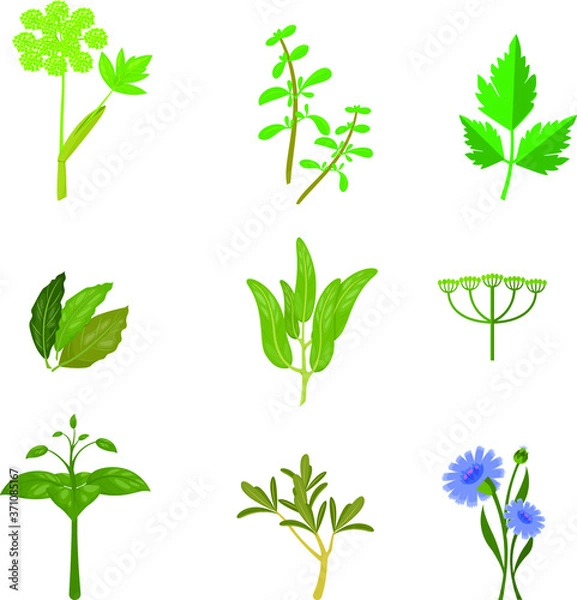 Obraz set of green leaf