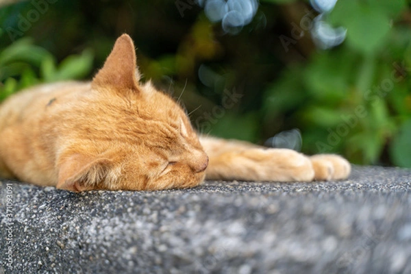 Obraz 昼寝をしている猫