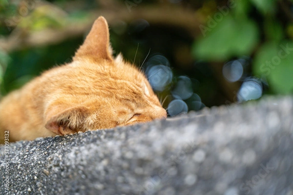 Obraz 昼寝をしている猫