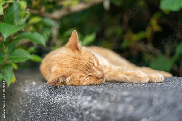 Obraz 昼寝をしている猫