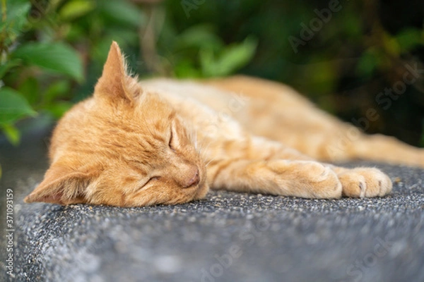 Obraz 昼寝をしている猫