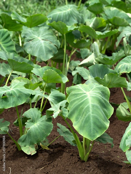 Fototapeta サトイモ畑