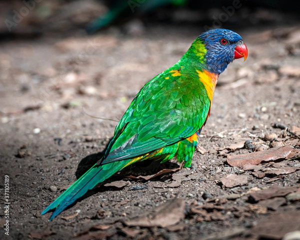 Obraz rainbow lorikeet on the ground