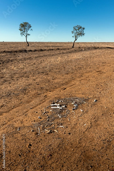 Obraz Lonely trees in outback Queensland arid landscape