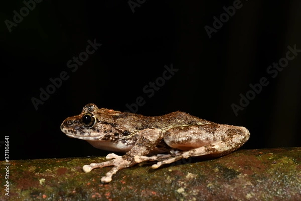 Obraz カジカガエル