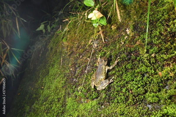 Obraz カジカガエル