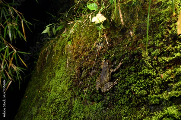 Obraz カジカガエル　メス