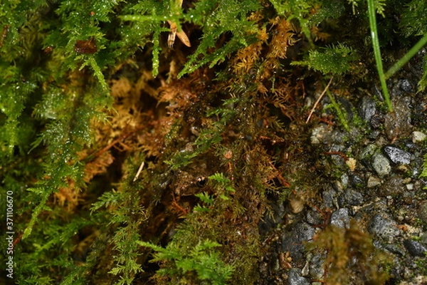 Obraz カジカガエル幼体