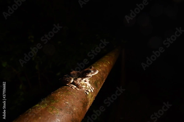 Obraz カジカガエル