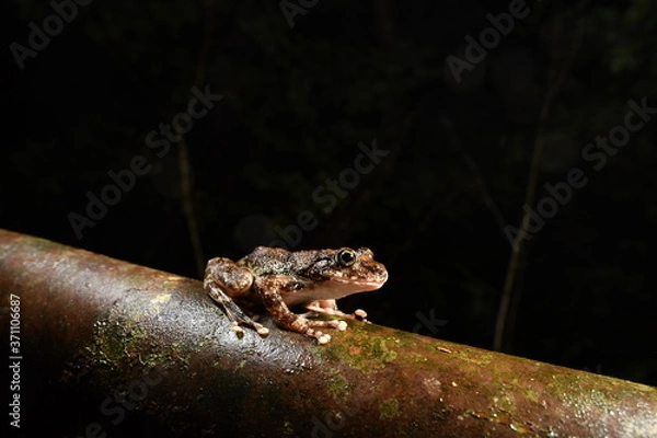 Obraz カジカガエル