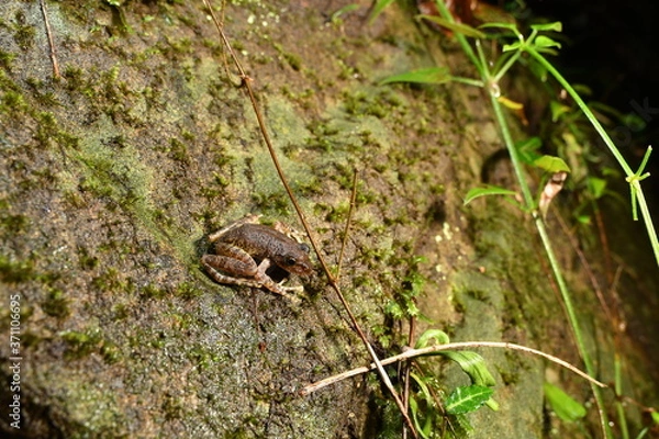 Obraz カジカガエル幼体