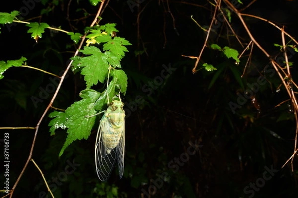 Obraz セミの羽化