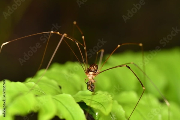 Obraz ザトウムシ