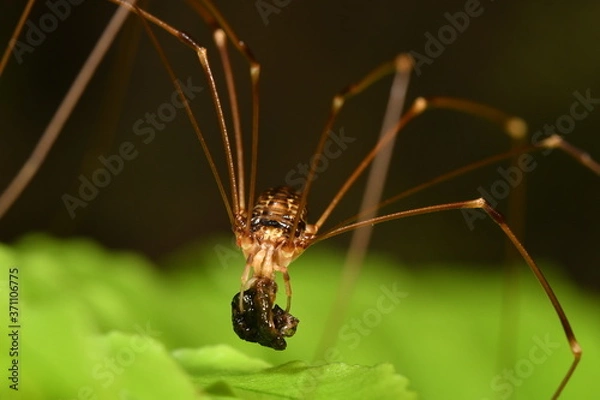 Obraz ザトウムシ