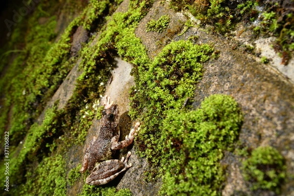 Obraz カジカガエル　メス