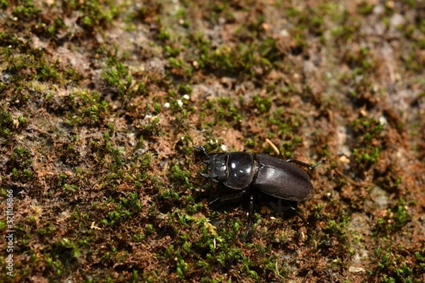 Obraz コクワガタ　メス