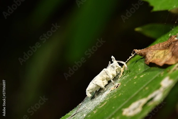 Obraz カミキリムシ　ボーベリア