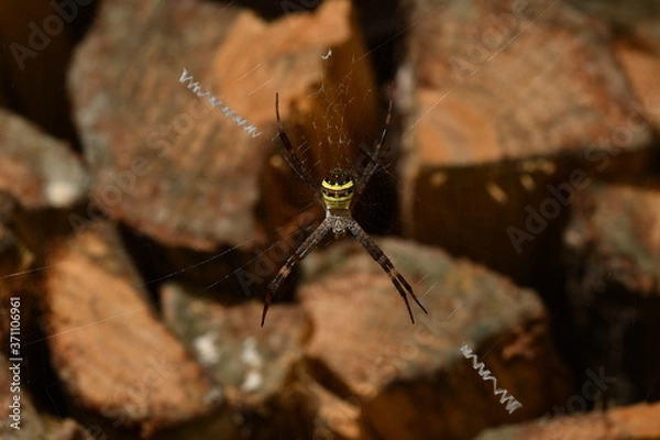 Obraz コガネグモ