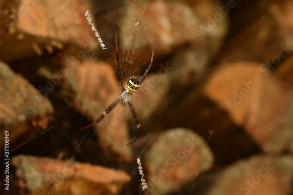 Obraz コガネグモ