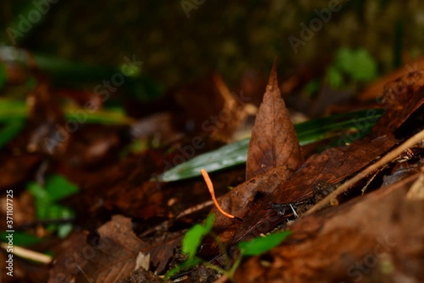 Obraz カメムシタケ