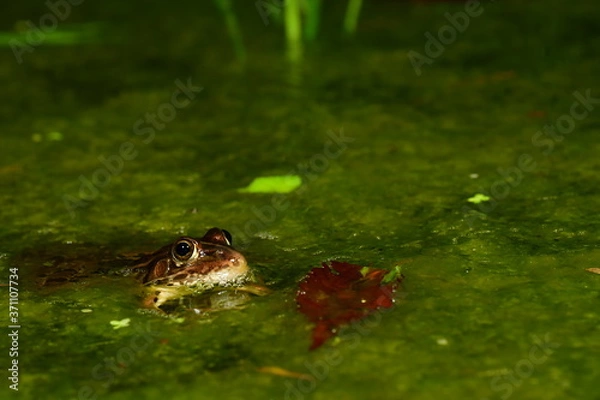 Obraz トノサマガエル