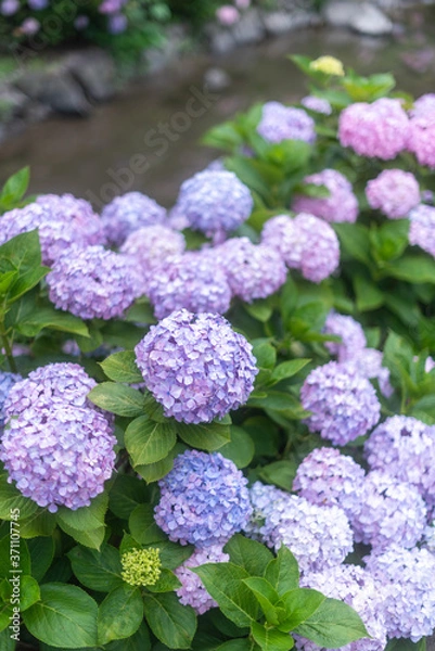 Fototapeta アジサイ