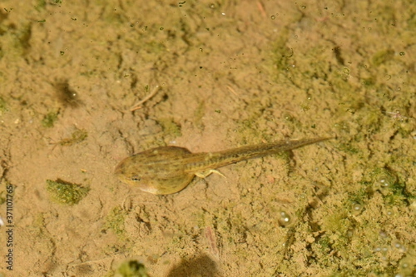 Obraz トノサマガエル　オタマジャクシ