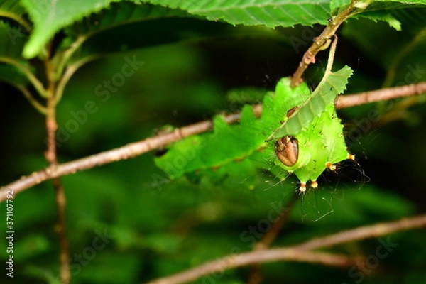 Obraz オオミズアオ　幼虫