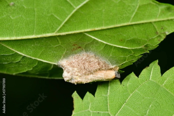 Obraz マイヅルヨコバイタケ