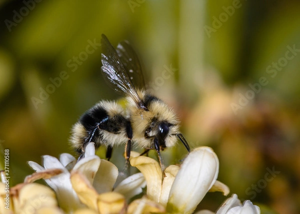 Fototapeta Profile side view of a bee sitting on small flowers.