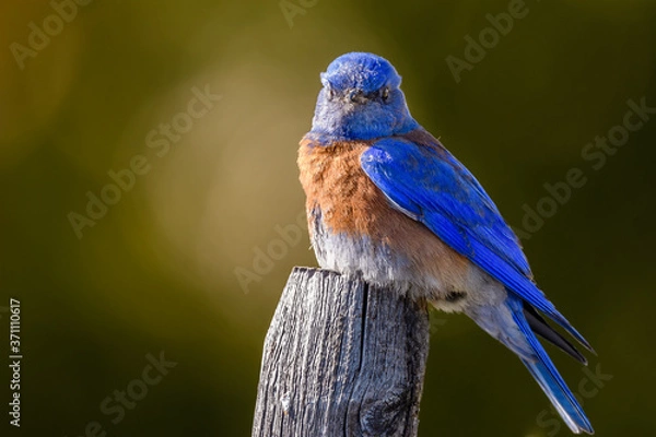 Fototapeta Close up of a Western Blue Bird Sitting on a Wooden Tree Stake Looking at the Camera. Very shallow depth of field. 