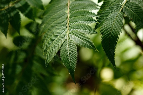 Fototapeta Green leaves of tree in park