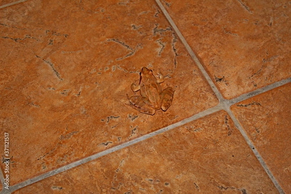 Obraz camouflaged red frog