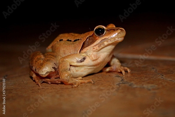 Obraz camouflaged red frog