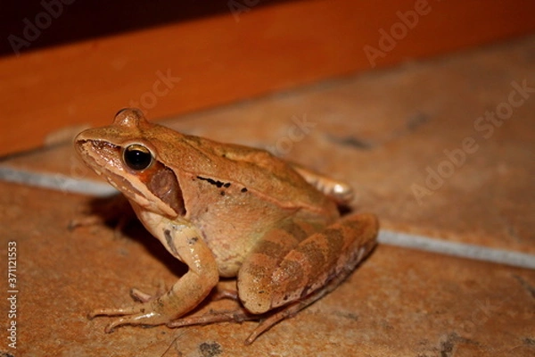 Obraz camouflaged red frog