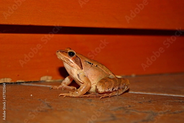 Obraz camouflaged red frog