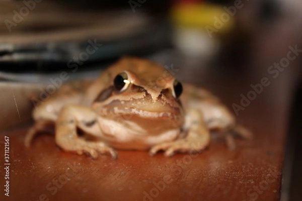 Fototapeta camouflaged red frog