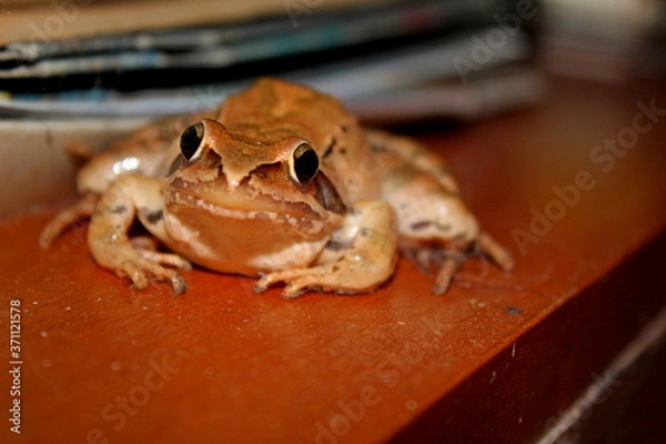 Obraz camouflaged red frog