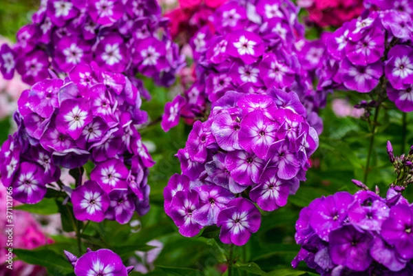 Obraz Blooming phlox in the garden. Shallow depth of field.