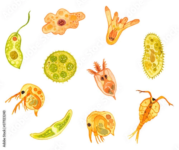 Obraz プランクトンたち